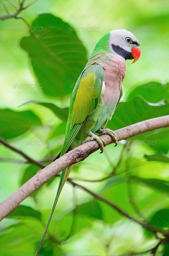 Red breasted parakeet sales for sale